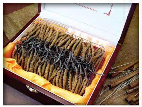 吉木萨尔冬虫夏草回收